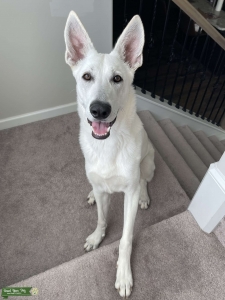 White GSD! Listing Image