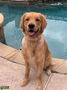 JohnsonsGoldens Listing Image