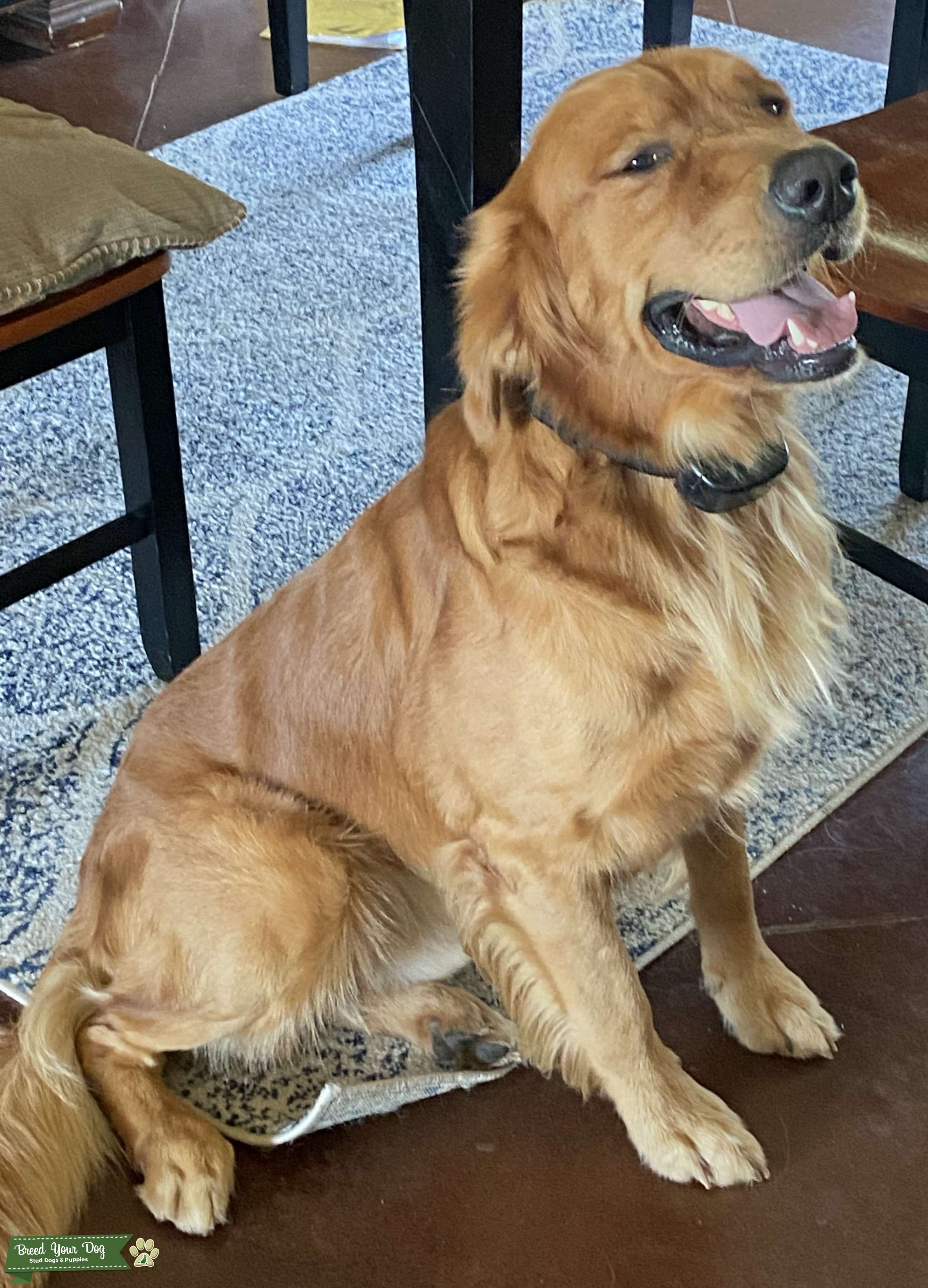 AKC Dark Golden Retriever for Stud Stud Dog in Texas, the United