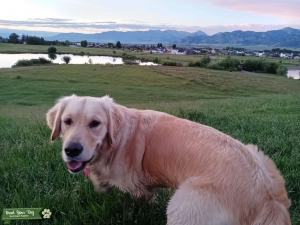 Purebred American Golden Girl Listing Image
