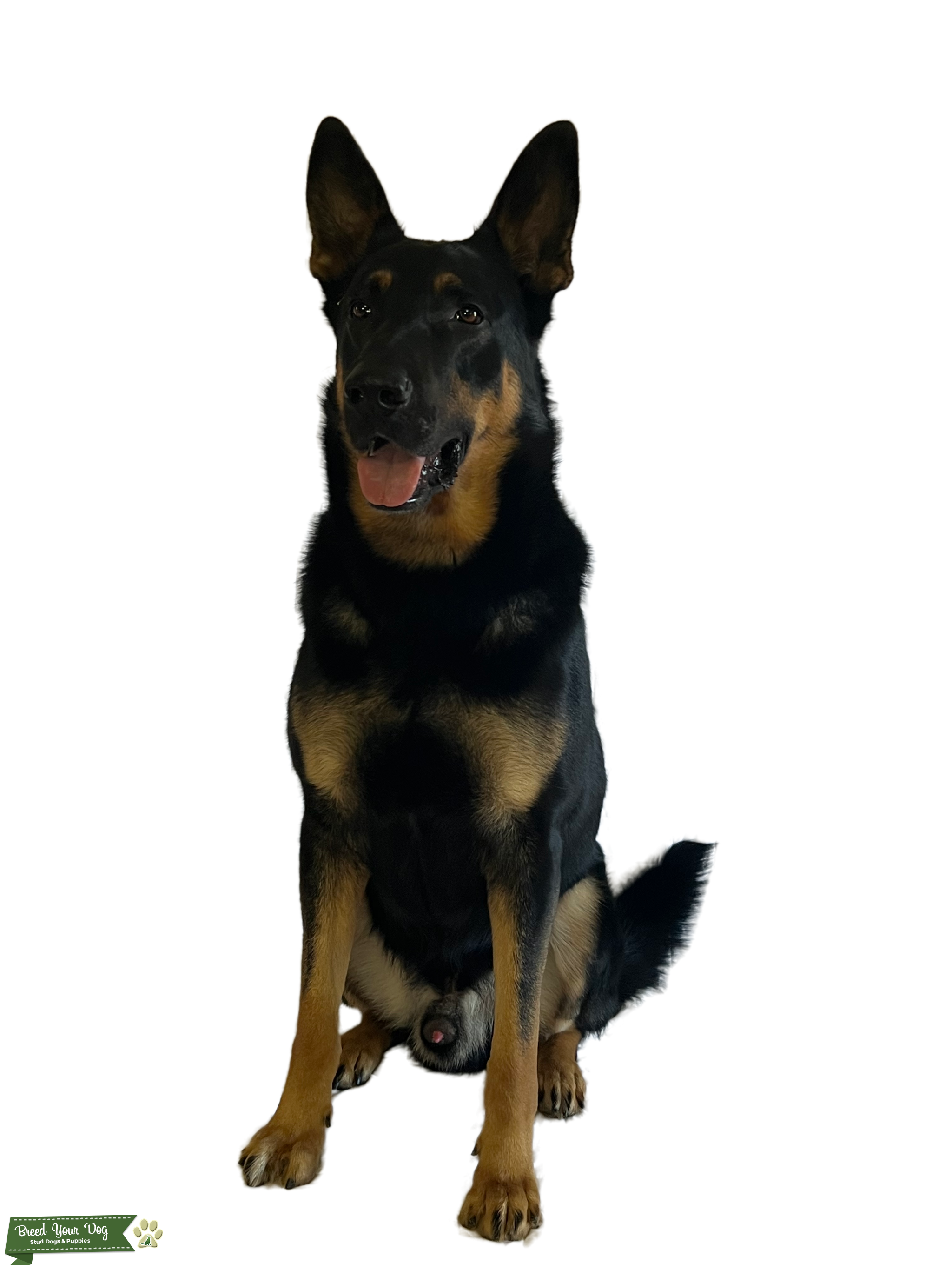 Health Tested German Shepherd Stud Dog in Mississippi , Thailand