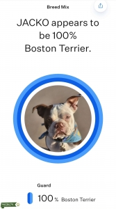 Boston Terrier Stud Listing Image