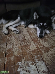 ACA Siberian Husky Listing Image