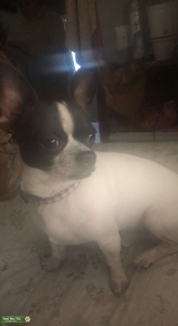 Tea cup Chihuahua Listing Image