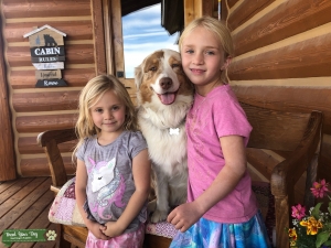 Ful size red Merle female Listing Image