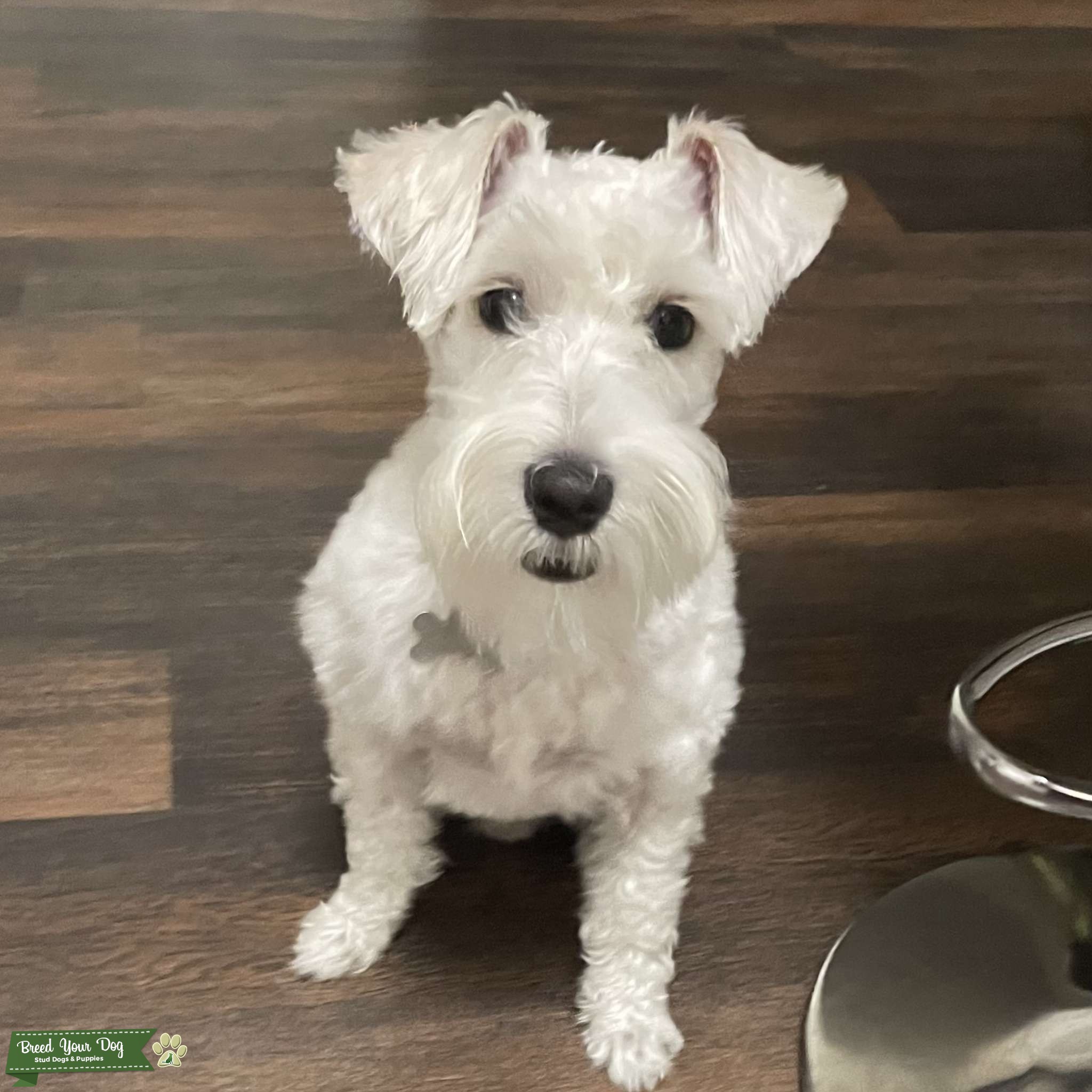 First time stud! mini schnauzer Stud Dog in Tennessee, United States