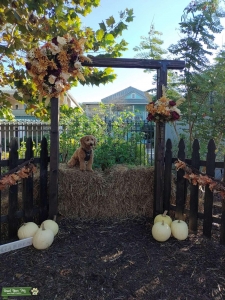 Adorable F2 Mini Golden Doodle Listing Image