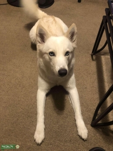 Isabelle Husky Mix(Blue Eyed) Listing Image