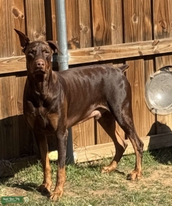 94lbs Red Stud Listing Image