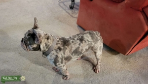 Lilac Merle Frenchie Listing Image