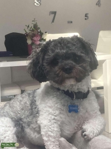 Shitzu for stud  Listing Image
