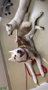 Siberian Husky Stud Listing Image