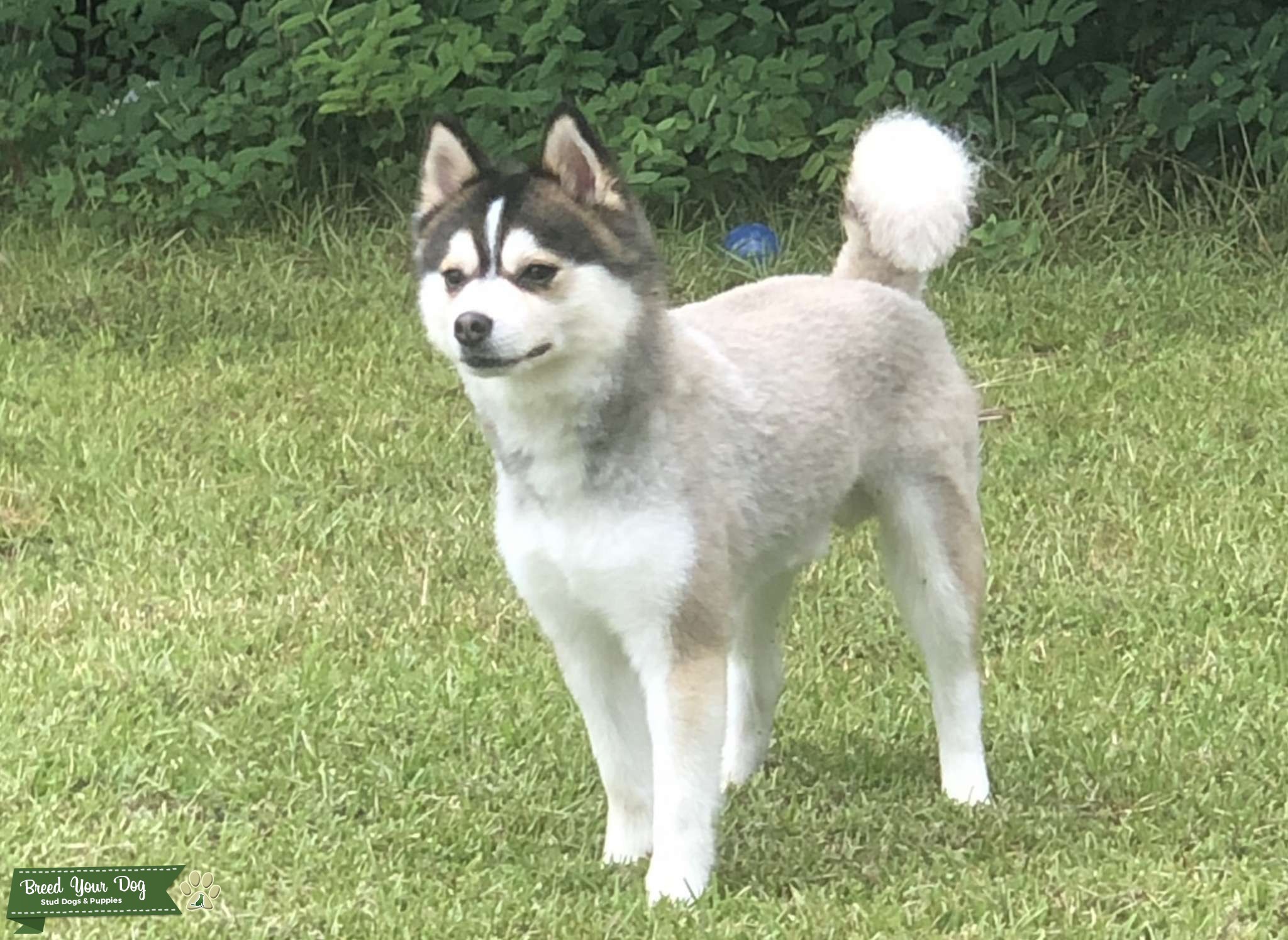 Pomsky Stud NYC Stud Dog in NYC, United States Breed Your Dog