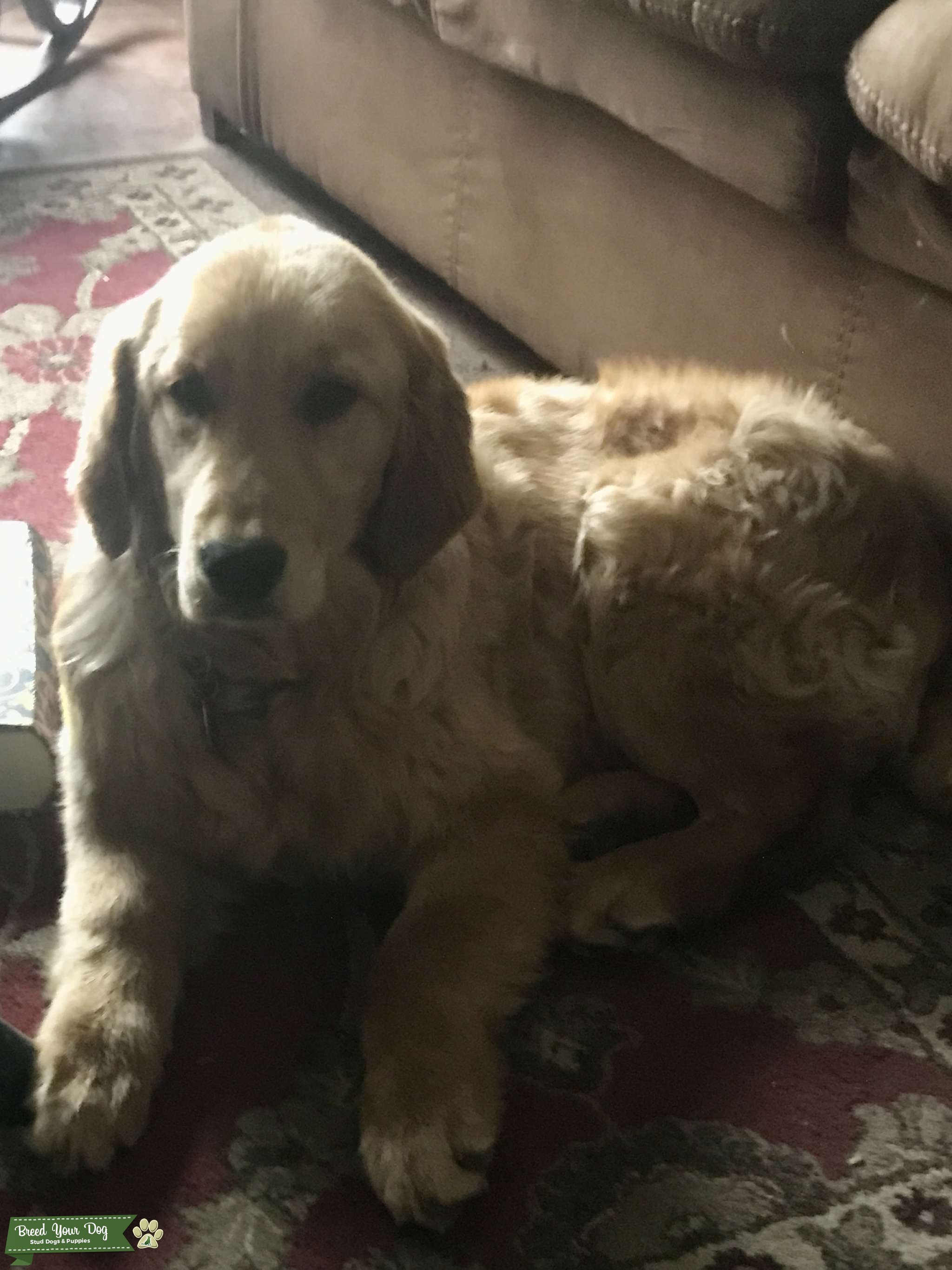 Golden Retriever Stud Dog in IA, the United States Breed Your Dog