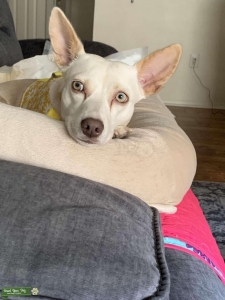 Chi/ Corgi mix Cream with pale green eyes Listing Image