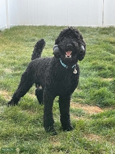 Stud Dog  Listing Image