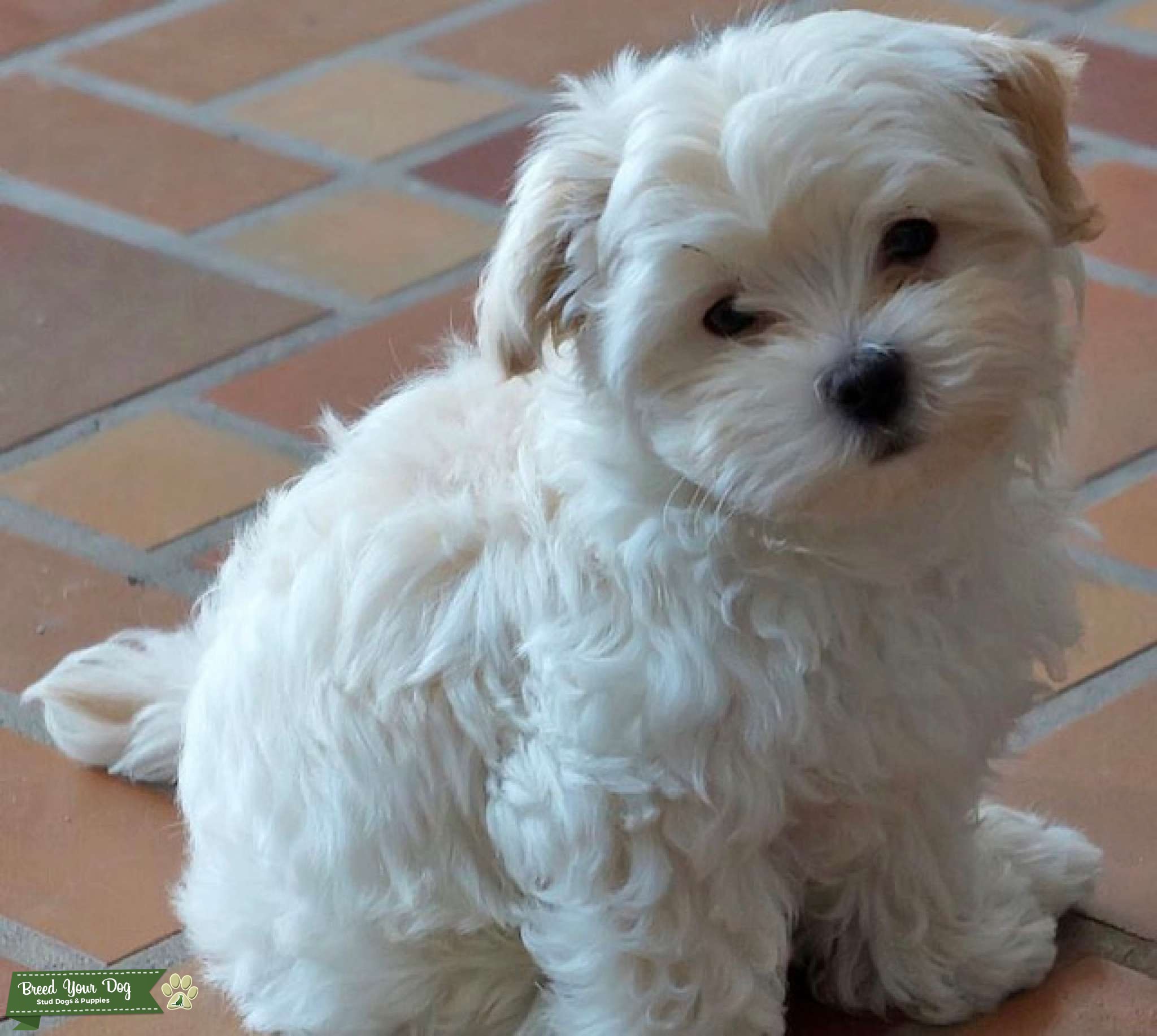 Maltese/poodle Stud Dog in Florida, the United States Breed Your Dog