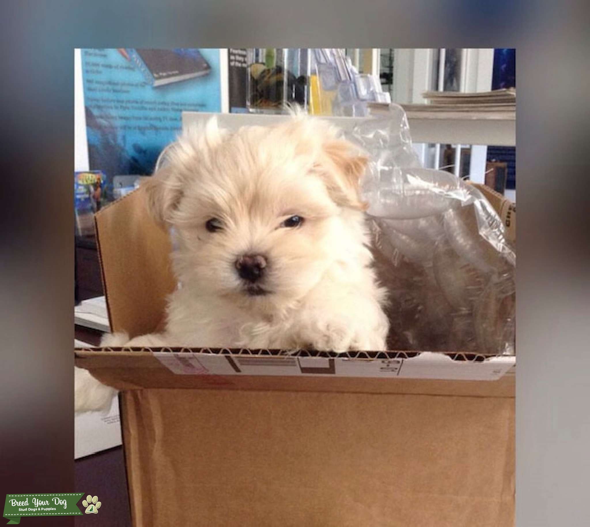 Maltese/poodle Stud Dog in Florida, the United States Breed Your Dog