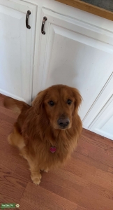 AKC dark golden stud Listing Image