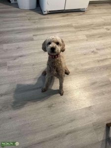 Stud mini golden doodle  Listing Image