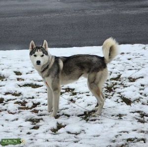 2 year old CKC Registered Purebred Siberian Husky Listing Image