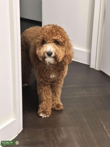 Mini Goldendoodle looking for stud  Listing Image