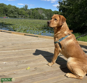 Athletic and Loving Red Fox Lab Listing Image