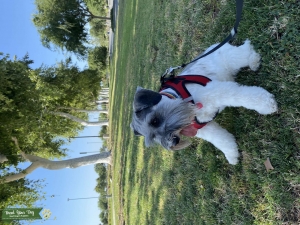 AKC Registered Mega Coat Parti Mini Schnauzer Listing Image