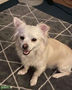 Handsome chihuahua for stud Listing Image