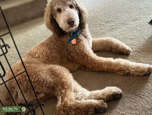 Tru The Phantom Standard Poodle AKC registered Listing Image