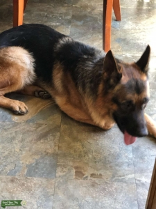 Purebred German Sheperd  Listing Image