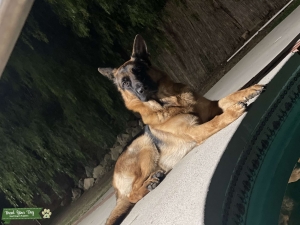 German Shepard  Listing Image
