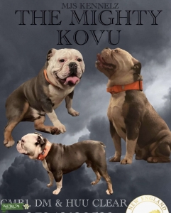 Old English Bulldog For Stud Listing Image