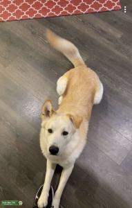 Husky x German Shepherd  Listing Image