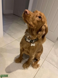 Red cocker spaniel  Listing Image