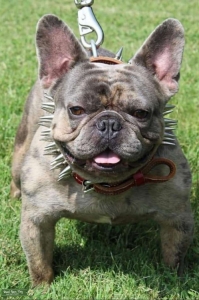 IMPORTED MERLE STUD Listing Image