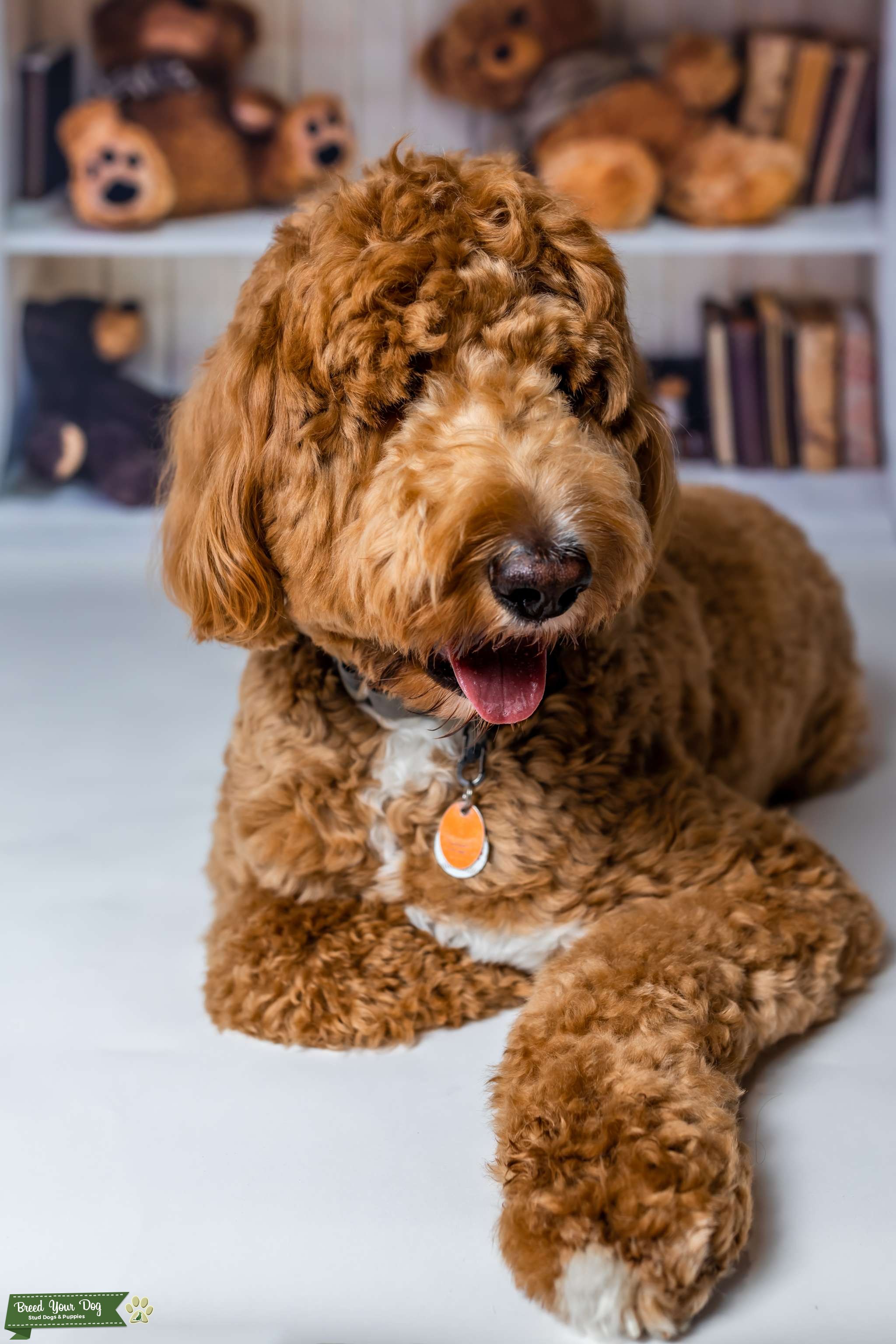 Apricot F1B Standard Goldendoodle Stud Dog in Vineland , the United