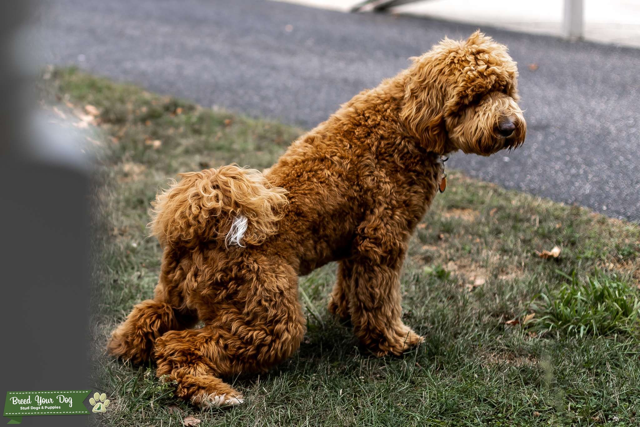 Apricot F1B Standard Goldendoodle Stud Dog in Vineland , the United