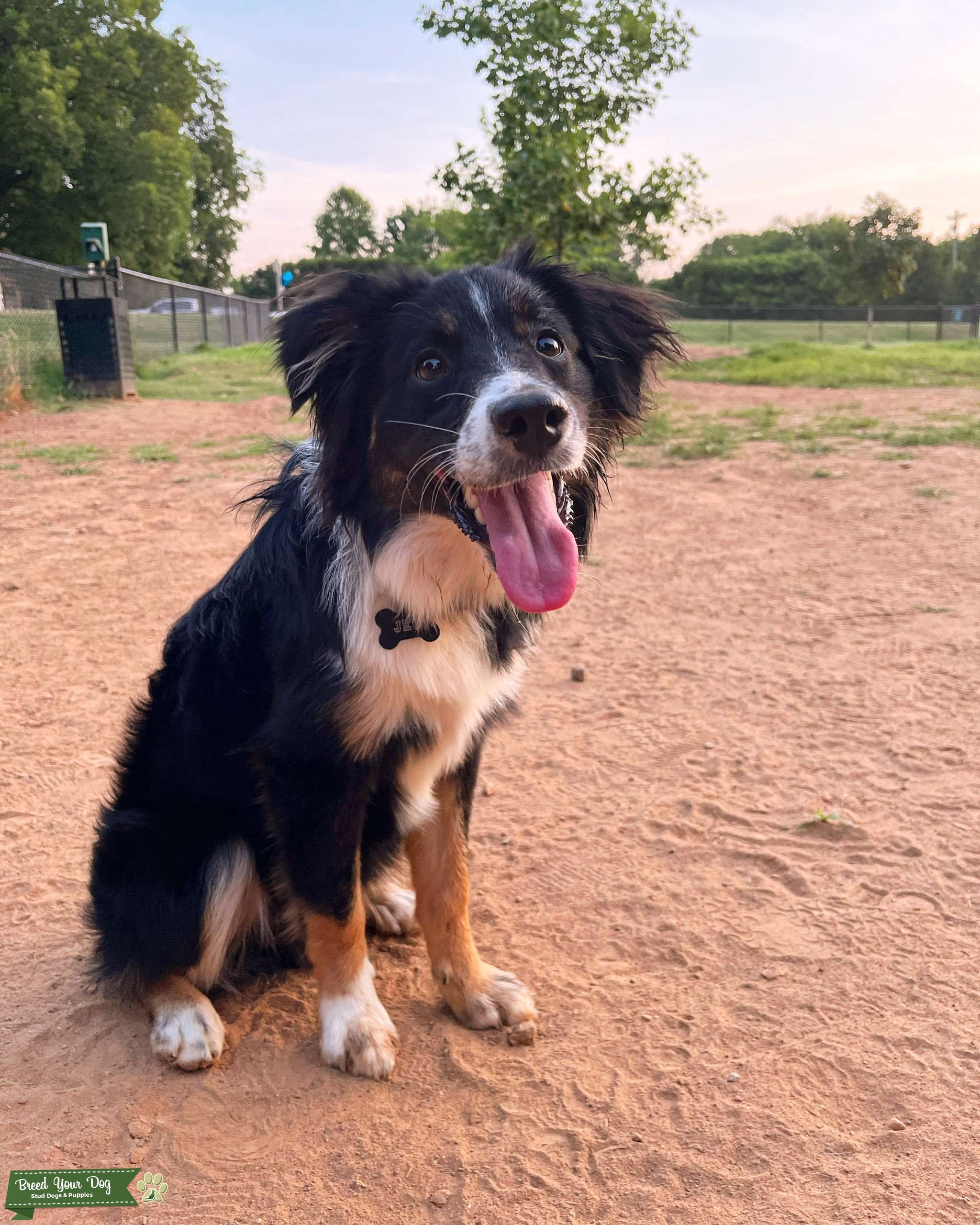 Stud Mini Aussie Shepherd Stud Dog in Tennessee , Thailand Breed Your Dog