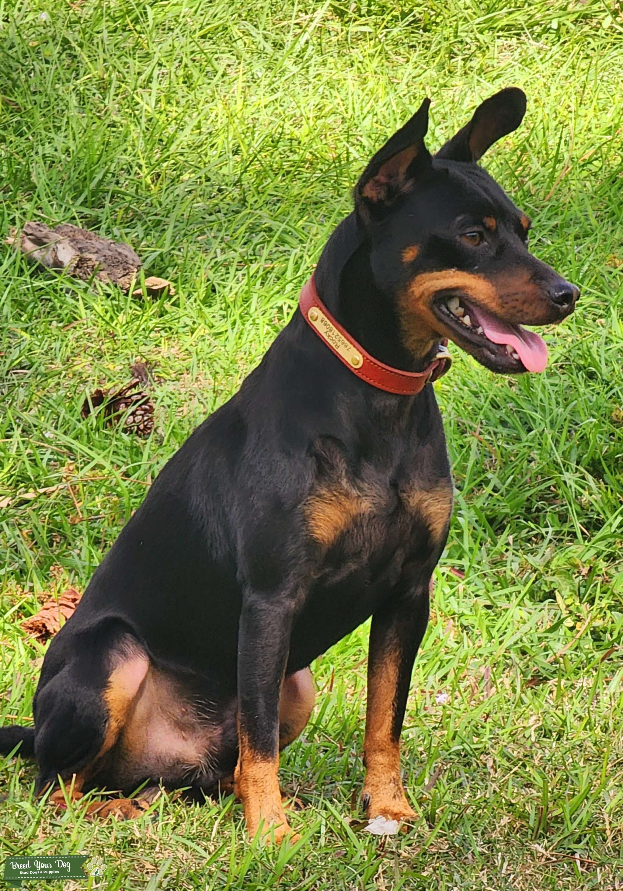 Black and Rust Miniature Pinscher Stud Dog FL Breed Your Dog