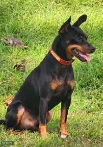 Black and Rust Miniature Pinscher Listing Image