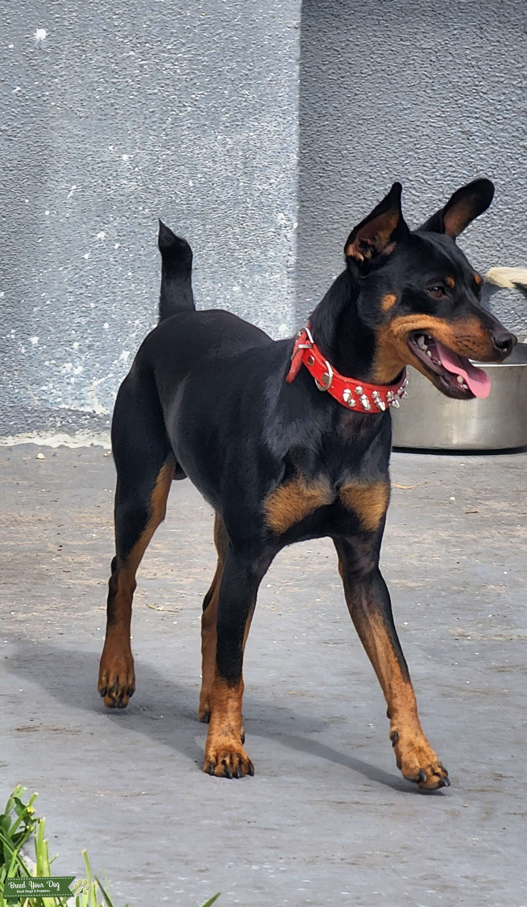 Black and Rust Miniature Pinscher Stud Dog FL Breed Your Dog