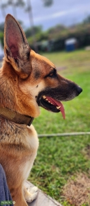  German Shepherd Listing Image