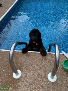 Aussiedoodle  Listing Image