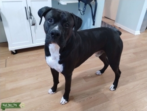 AKC, Genetic Health tested Boxer Listing Image