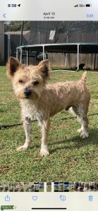 Exotic Yorkies merle  Listing Image