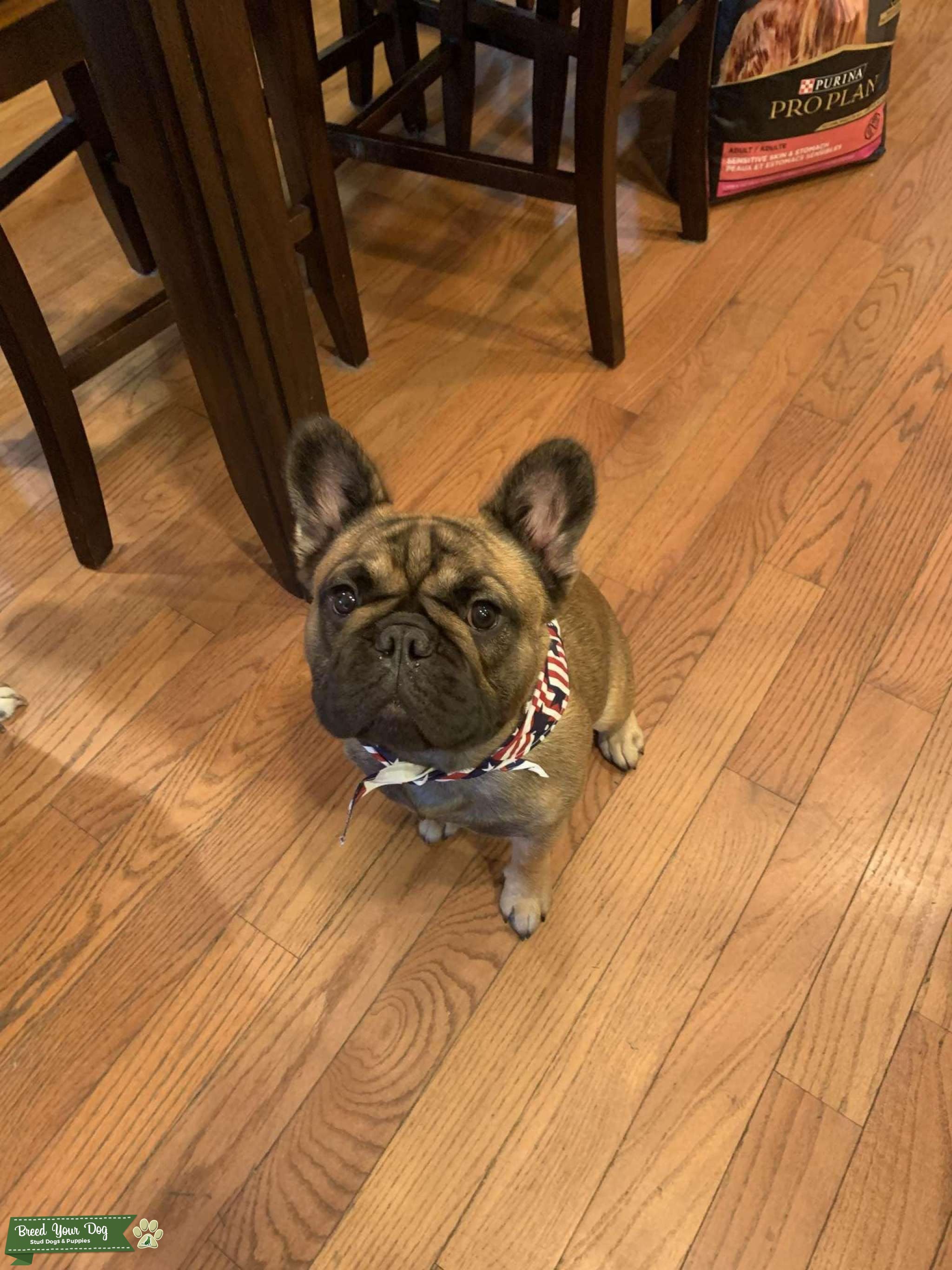 Odin FLUFFY CARRIER Stud Dog in Pennsylvania, the United States