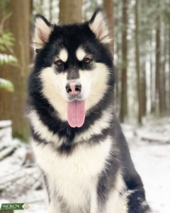 Seeking Alaskan Malamute Stud Listing Image