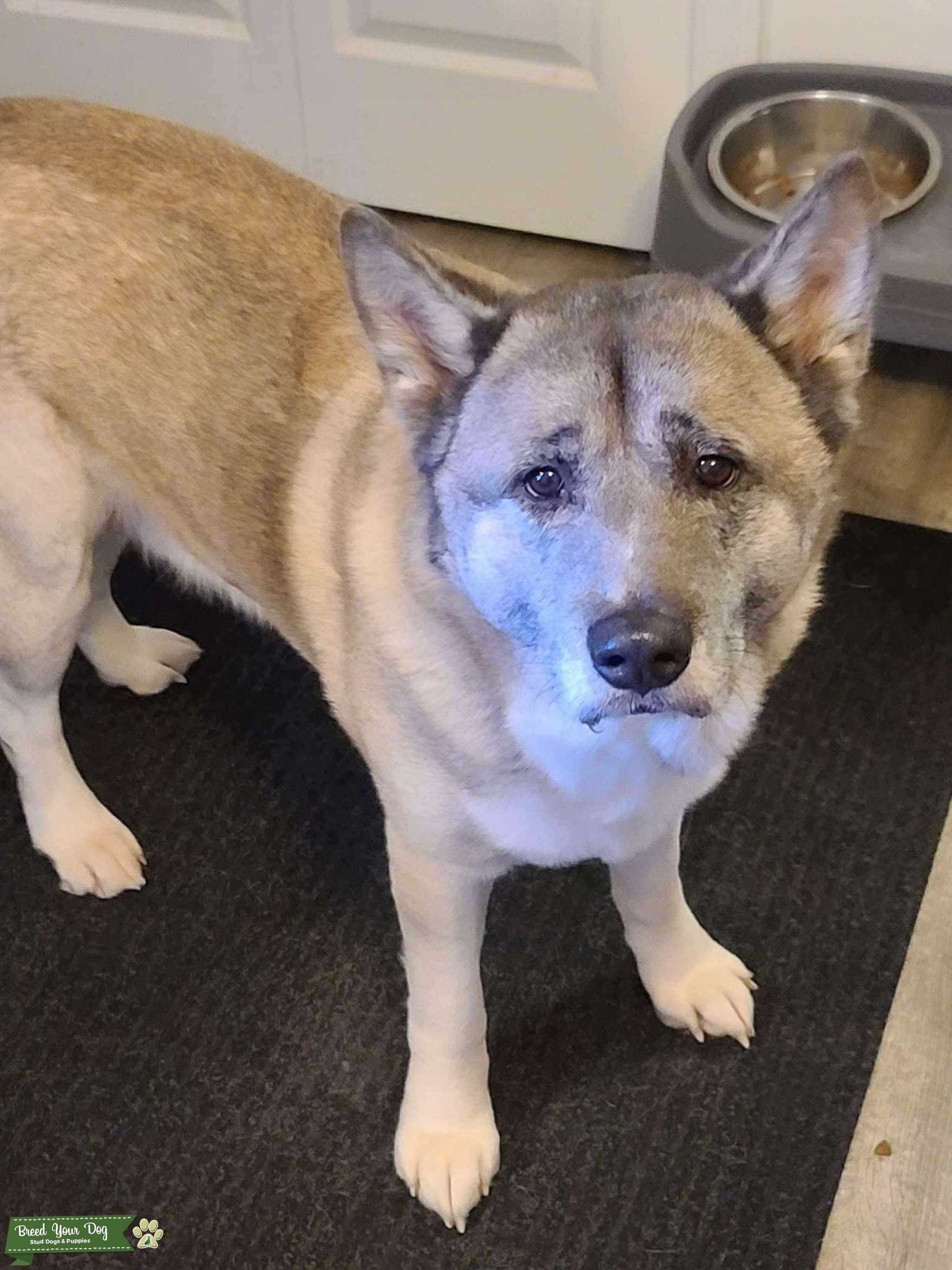 Black fawn American Akita Stud Dog in CT, the United States Breed