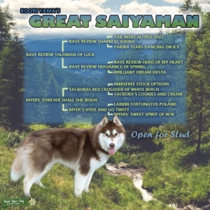 AKC Reg. Siberian Husky Stud Listing Image